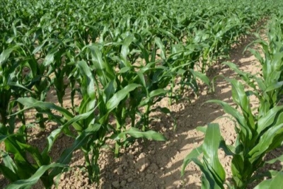 Projet agricole : 5000 hectares de maïs à planter par Le Turc Paksan Tekstil Sanayii à Wassandé dans la région de l’Adamaoua
