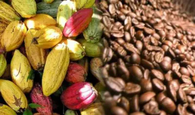 La filière Cacao – Café considéré comme le vecteur principal de la baisse des recettes d’exportation en 2018