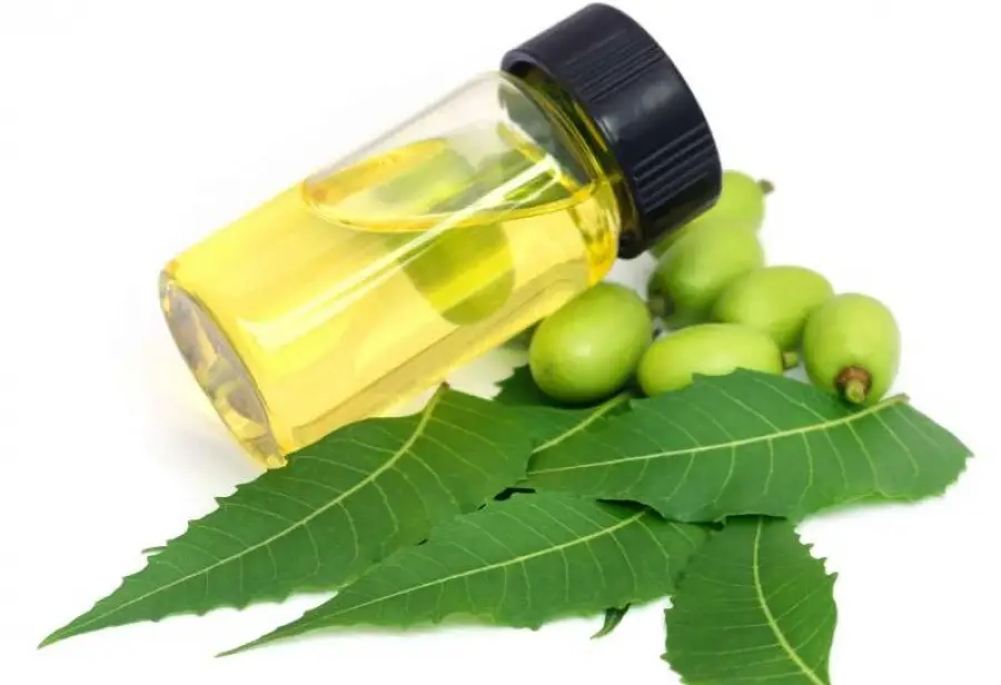 L'huile de neem : Une substance aux mille vertus, très prisée à