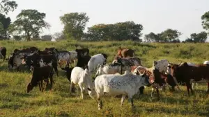 Élevage : Le Cameroun ambitionne inséminer plus de 270 000 vaches d’ici 2027 pour accroître la production laitière