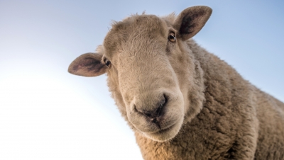 Religion : La fête du mouton c’est le vendredi 31 juillet