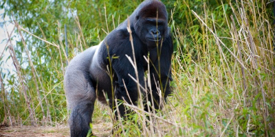 Protection des grands singes du Bassin du Congo : Il est temps de donner un rôle plus important à la conservation communautaire