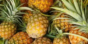Exportation d’ananas : Le mouvement des gilets jaunes cause plus de 200 millions de FCFA de pertes aux producteurs locaux