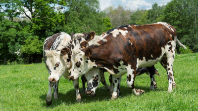 164 vaches laitières distribuées aux éleveurs dans le Nord Cameroun