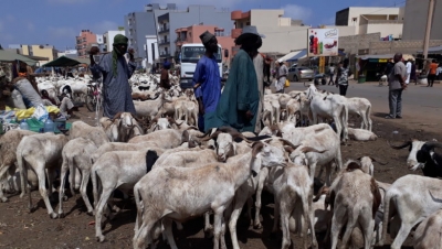 Garoua : Le phénomène d&#039;animaux en divagation embarrasse certaines populations