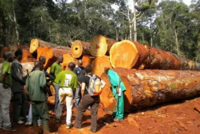 Exploitation illégale du bois : Une vingtaine de sociétés forestières suspendues au Cameroun