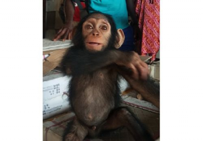 Douala: 4 personnes aux arrêts pour le vol d’un chimpanzé dans un sanctuaire de primates