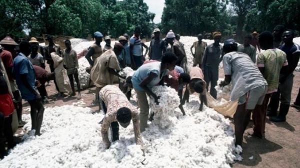 Nord : 1072 producteurs du coton s’approprient la notion de « bonne gouvernance »