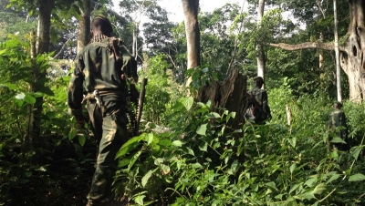RDC: Scandale de l&#039;exploitation forestière, des bûcherons chinois et congolais appréhendés