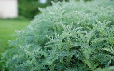 L’Artemisia : un médicament naturel controversé
