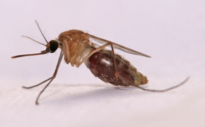Lutte contre le paludisme : la prophylaxie, un moyen de protection complémentaire