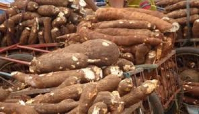 Le gouvernement veut financer une usine locale de transformation de manioc à Akonolinga