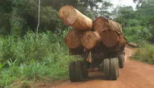 Incivisme fiscal : 38,5 milliards FCFA dissimulé par les entreprises forestières entre 2018 et 2019 au Cameroun