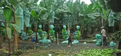 Production de la banane plantain : Les producteurs de la région du Nord-Ouest reçoivent un don de 15 000 plants