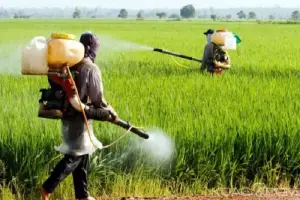 Région du Nord : Les seigneurs de la terre utilisent de plus en plus pesticides