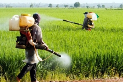 Région du Nord : Les seigneurs de la terre utilisent de plus en plus pesticides
