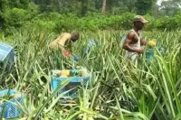 Cameroun-Plan triennal spécial jeunes : 1,6 millions de jeunes déjà touchés