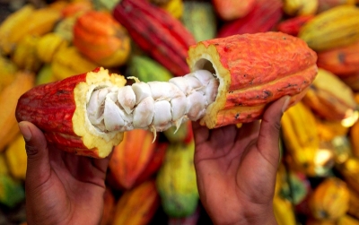 Relance de la filière cacao: l’ambitieux programme de l’Etat camerounais
