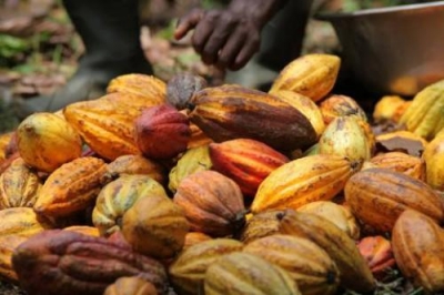 Matières premières: Baisse du prix de kilogramme de cacao