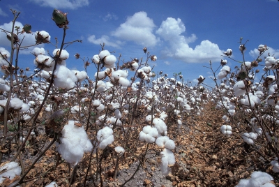 Coton textile: le Cameroun vise une production annuelle de 600.000 tonnes à l’horizon 2025