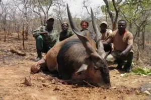 Conservation de la faune : Partenaires techniques et financiers appelés à plus de collaboration avec les autorités camerounaises