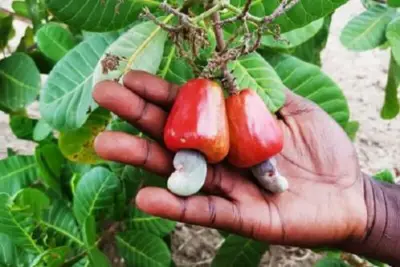 Région de l’Est Cameroun : L’IRAD met 300 000 plants d’anacardiers à la disposition des organisations paysannes