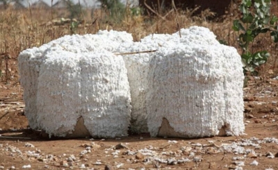 Agro–alimentaire : 310 000 tonnes de coton produits au Cameroun entre 2018 et 2019