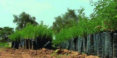 Déforestation : L&#039;urgence du reboisement s&#039;impose dans le Nord.