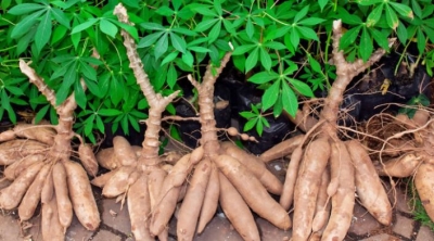 Agriculture: 130 millions FCFA pour la transformation du manioc dans la région de l’Est