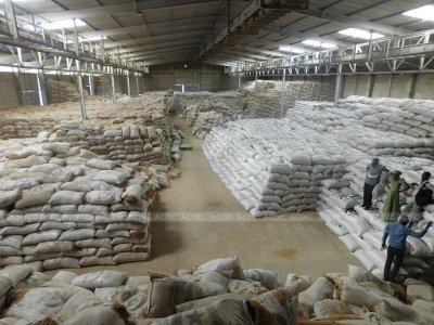 Riziculture : Près de 160 mille tonnes de riz paddy en souffrance à Yagoua