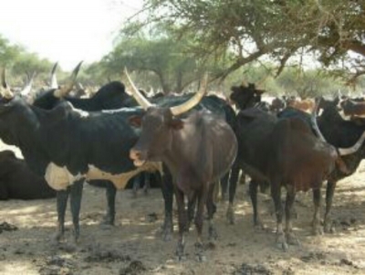Région du Nord Cameroun : Un présumé réseau de voleurs de bétail démantelé par la Gendarmerie