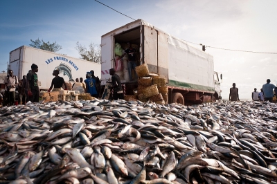 L&#039;ONG Greenpeace dénonce les abus de l’industrie de la farine de poisson en Afrique de l&#039;Ouest