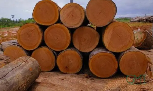 Gabon : Le trafic de bois provoque un scandale dans le pays