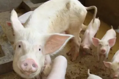 Cameroun : Une nouvelle épizootie de peste porcine africaine déclarée dans plusieurs régions du pays