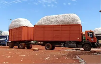 Culture du coton : Les producteurs du Nord se félicitent de la bonne santé de la filière