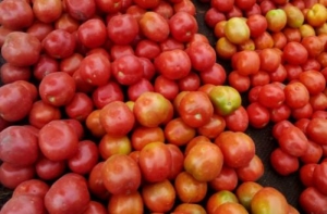Entreprises : Sotreas Sarl veut construire une unité de transformation de la tomate à Maroua