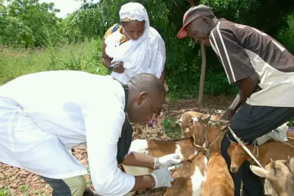 Santé animale : Les petits ruminants de la région du Nord doivent être vaccinés contre la peste