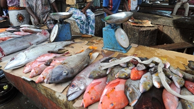 Echo des marchés: le poisson se vend bien à kribi (Sud)