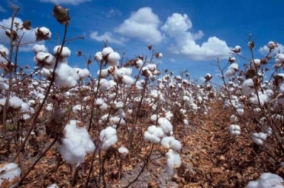 Le coton brut a relevé les exportations de produits agricoles au Cameroun en 2018