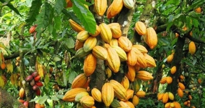 Cacao : Les producteurs et les coopératives locales s&#039;entendent pour vendre le kilogramme à 1200 F