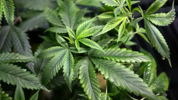 New York: L’on pense à légaliser le cannabis pour financer le métro