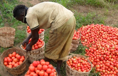 Le Cameroun veut codifier les procédures d’octroi de subventions agricoles